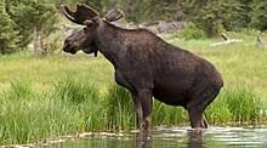 Moose population reduction work completed in Cape Breton Highlands National Park