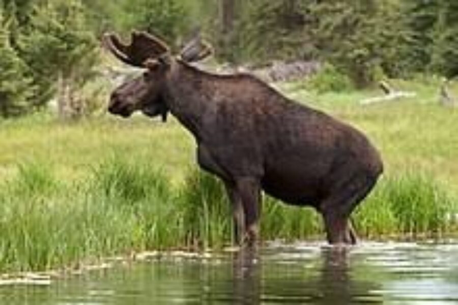 Moose population reduction work completed in Cape Breton Highlands National Park