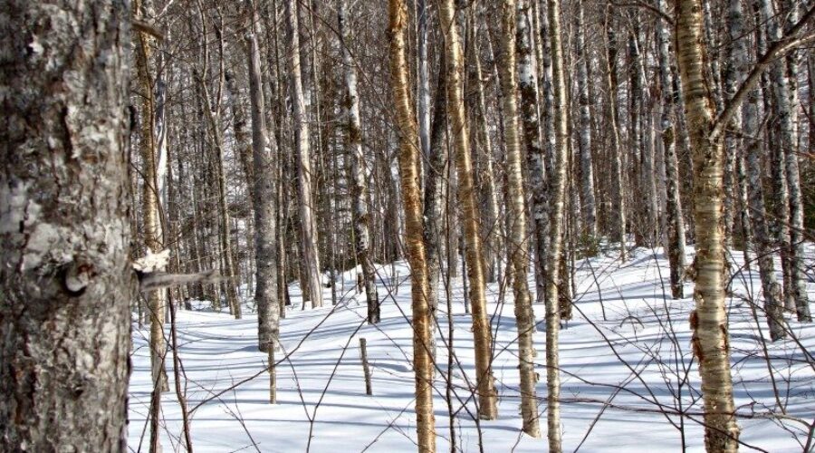 Carbon conference hosted in Port Hawkesbury