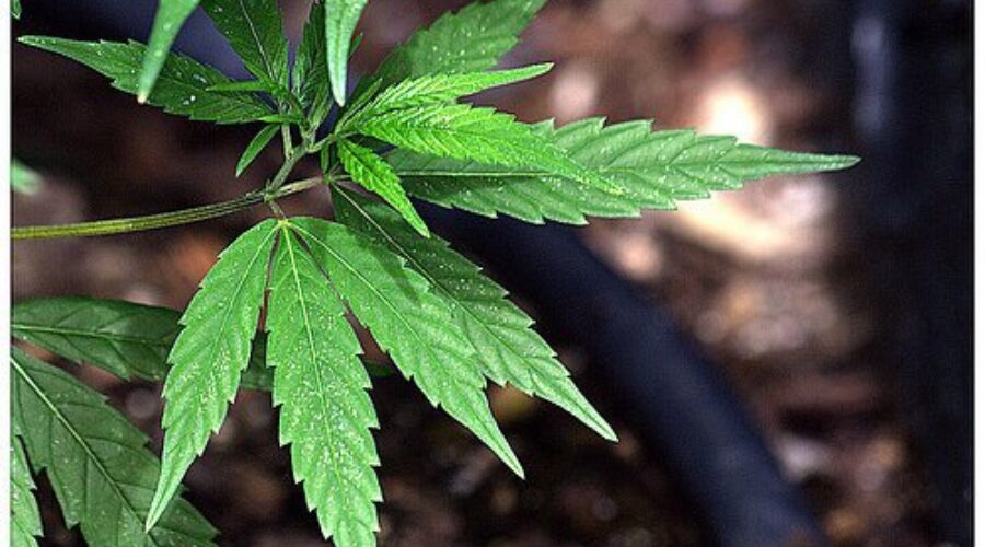 Antigonish NSLC to sell cannabis