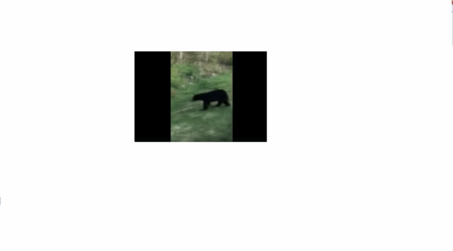 DNR officials say they hope to capture second bear following “a lot” of sightings