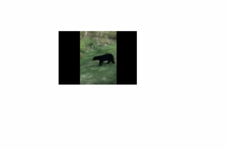DNR officials say they hope to capture second bear following “a lot” of sightings