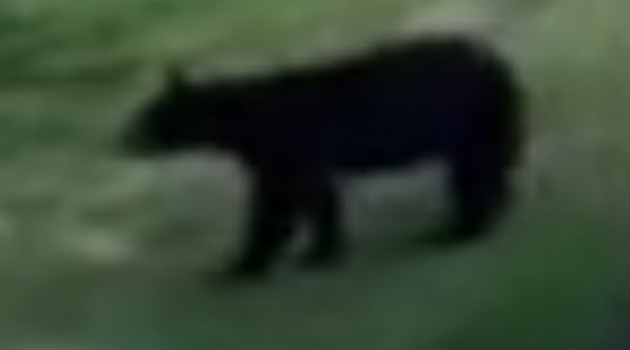 Town officials ask residents to be proactive, educated about bear sightings