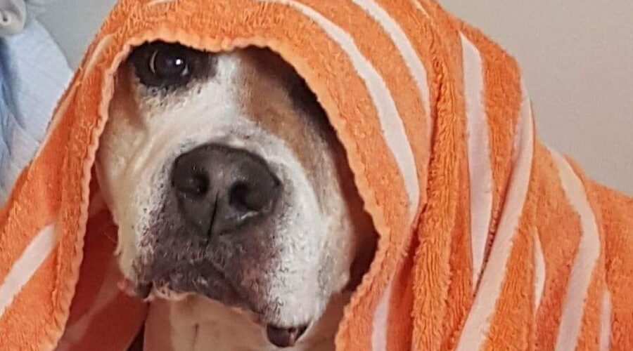 Warden says he anticipates dog bylaw amendments