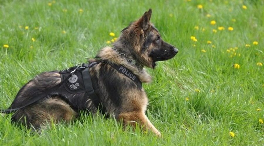 Police Dog Sniffs out suspect