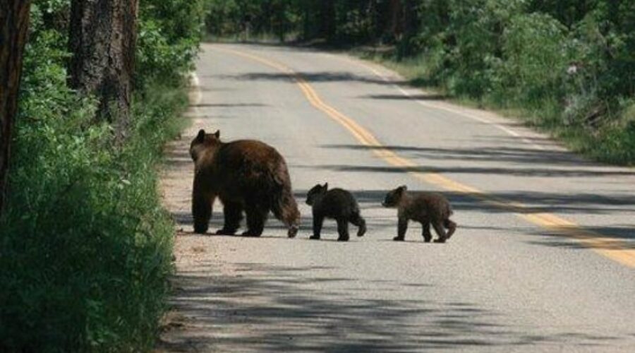 Parks Canada official say bear jams leading to traffic issues in Highlands