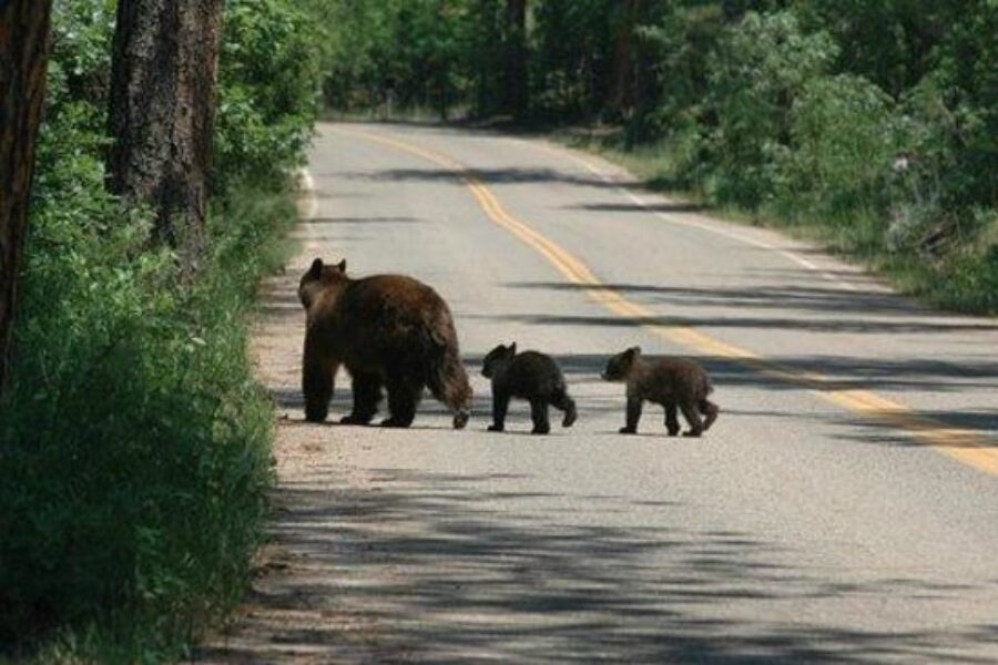 Parks Canada official say bear jams leading to traffic issues in Highlands