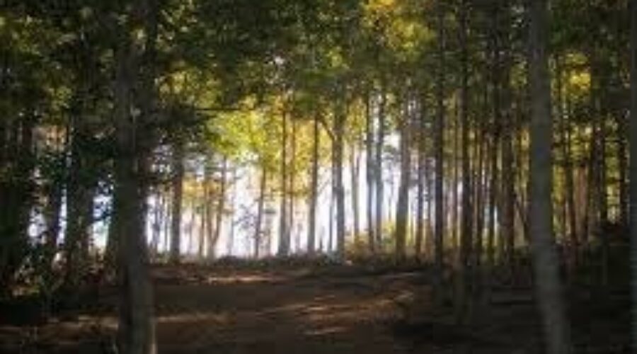 Nova Scotia Landowners and Forest Fibre Producers Association reps say they’re satisfied with forestry report