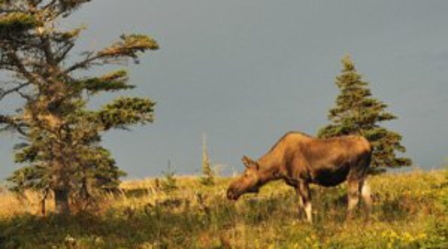 Annual CB Highlands moose harvest underway