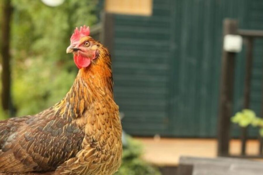 Town officials say they’re still working to resolve animal complaints