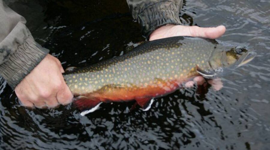 Winter Sportfishing Season Opens