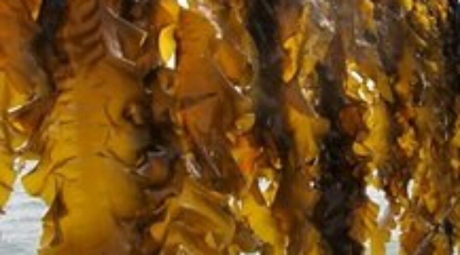 Federal officials announce aquaculture funding