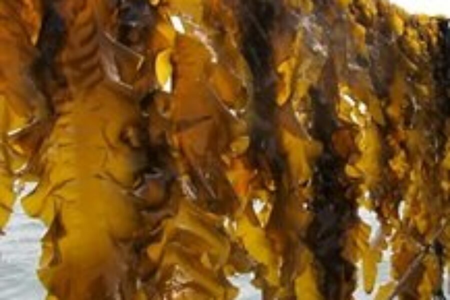 Federal officials announce aquaculture funding