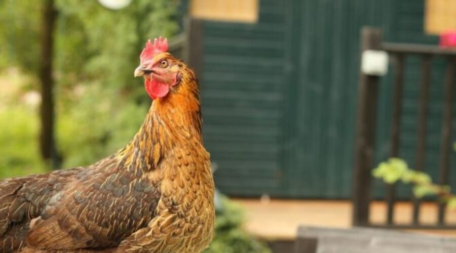 Mayor says work continues on new animal bylaw