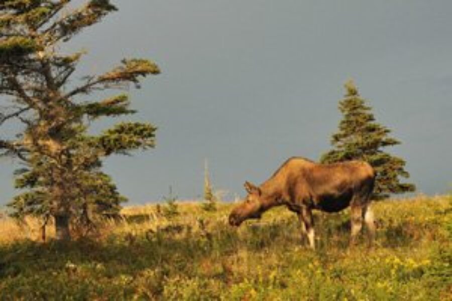 The Nova Scotia moose licence lottery is open