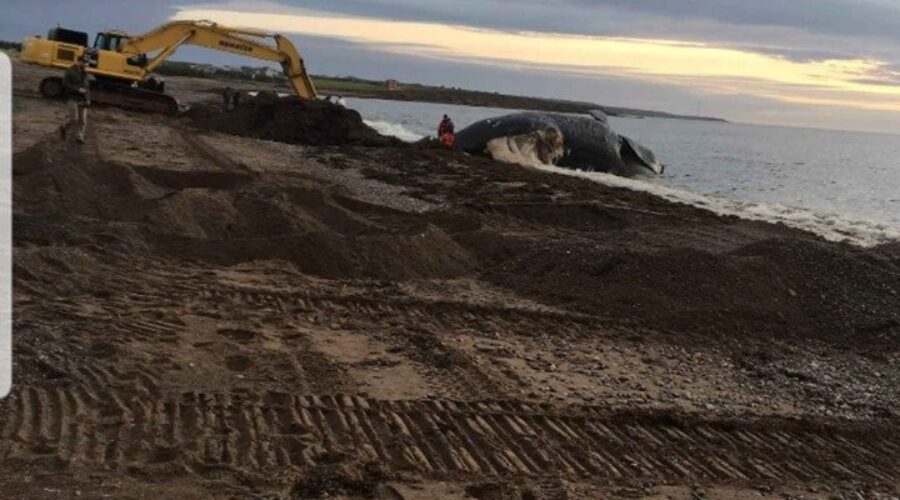 DFO officials conducting whale necropsy in Petit Etang