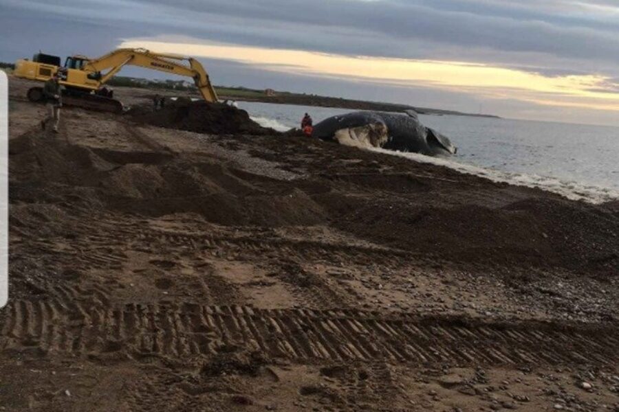 DFO officials conducting whale necropsy in Petit Etang