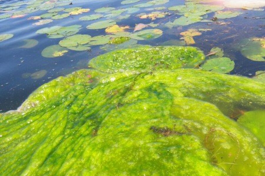 Blue-green algae bloom in Inverness Co. lake
