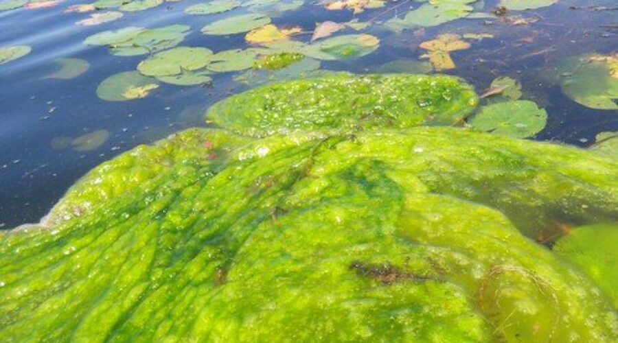 NS Environment says: expect algae blooms this time of year