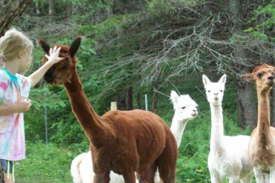 Three local farms participating in Open Farm Day