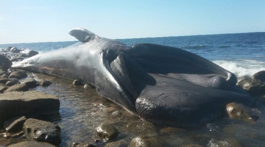 Whale carcass washes ashore near Port Hood