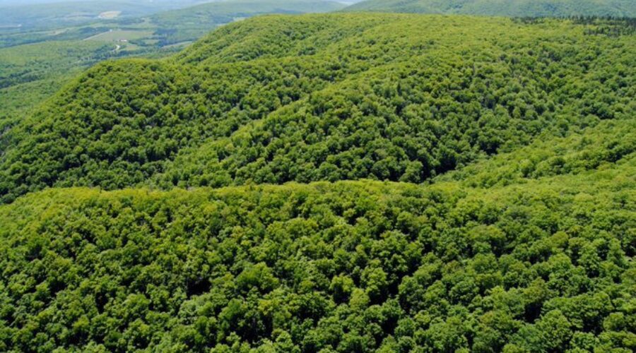 Provincial officials announce new Inverness Co. protected lands