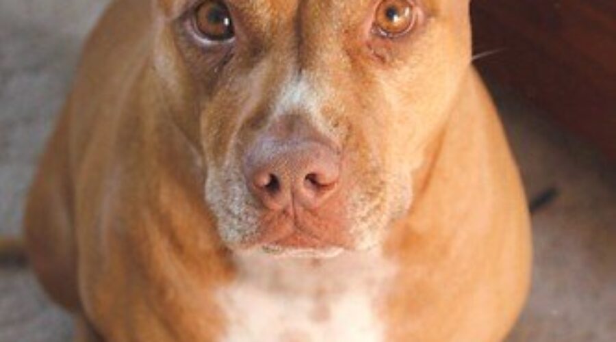 District of Guysborough removes breed restrictions from dog by-law