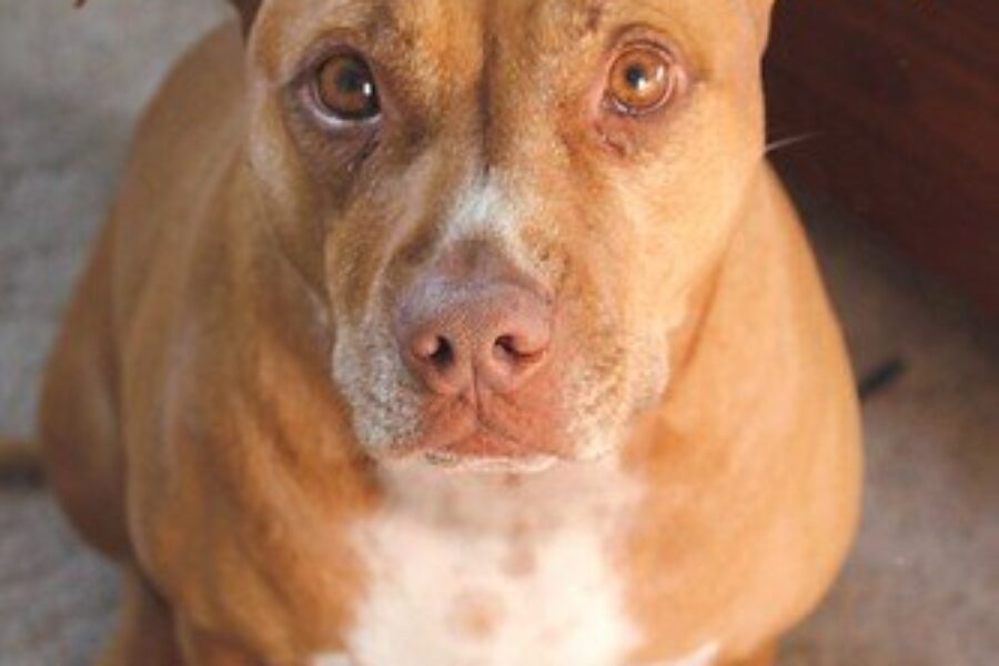 District of Guysborough removes breed restrictions from dog by-law