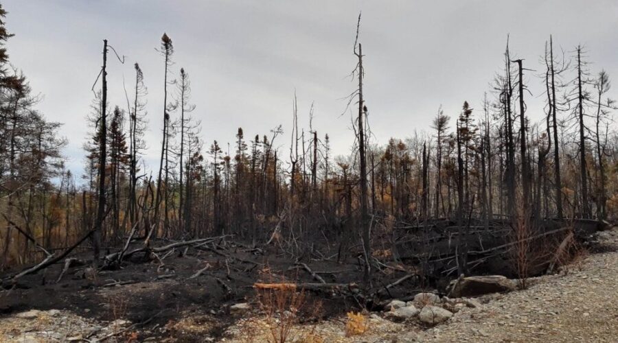 Investigation into local forest fire closed