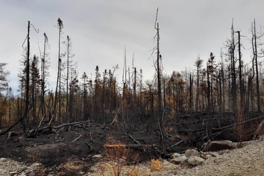 Investigation into local forest fire closed