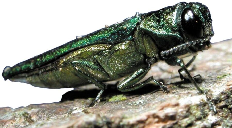 Public Asked To Be On The Lookout For Invasive Beetle Species