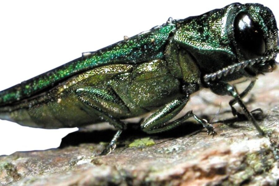 Public Asked To Be On The Lookout For Invasive Beetle Species