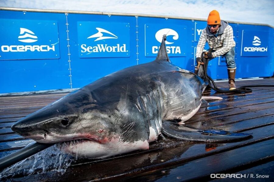 Great white pings off Antigonish Co.