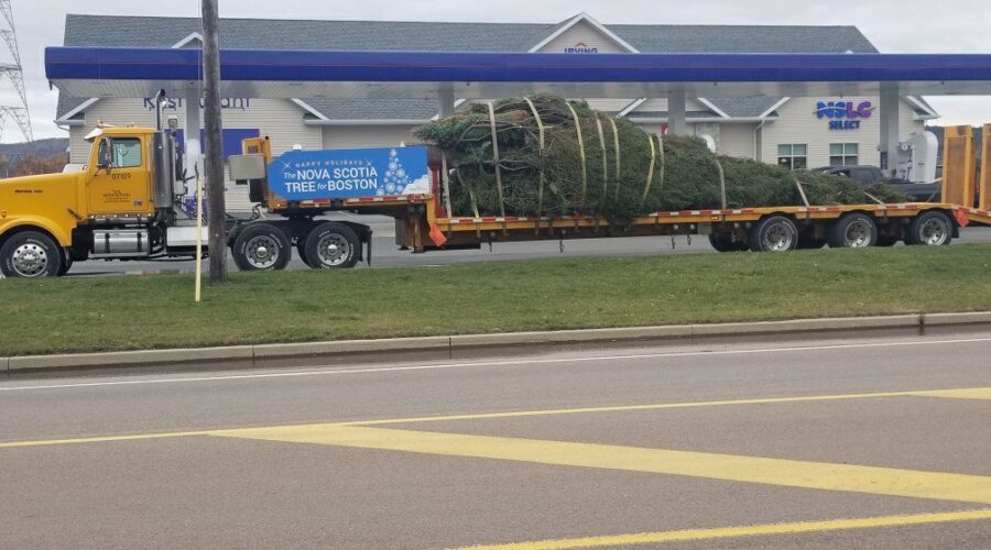Annual gift to Boston cut and wrapped