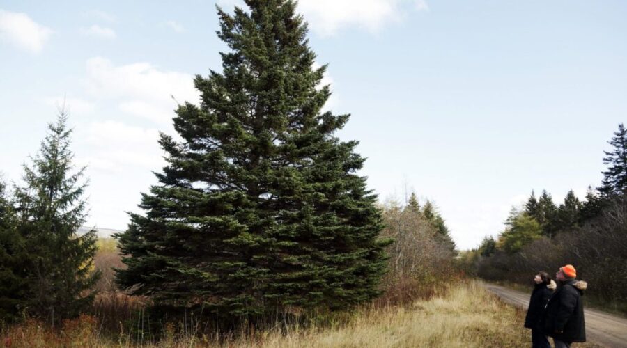 Tree for Boston coming from Richmond Co.