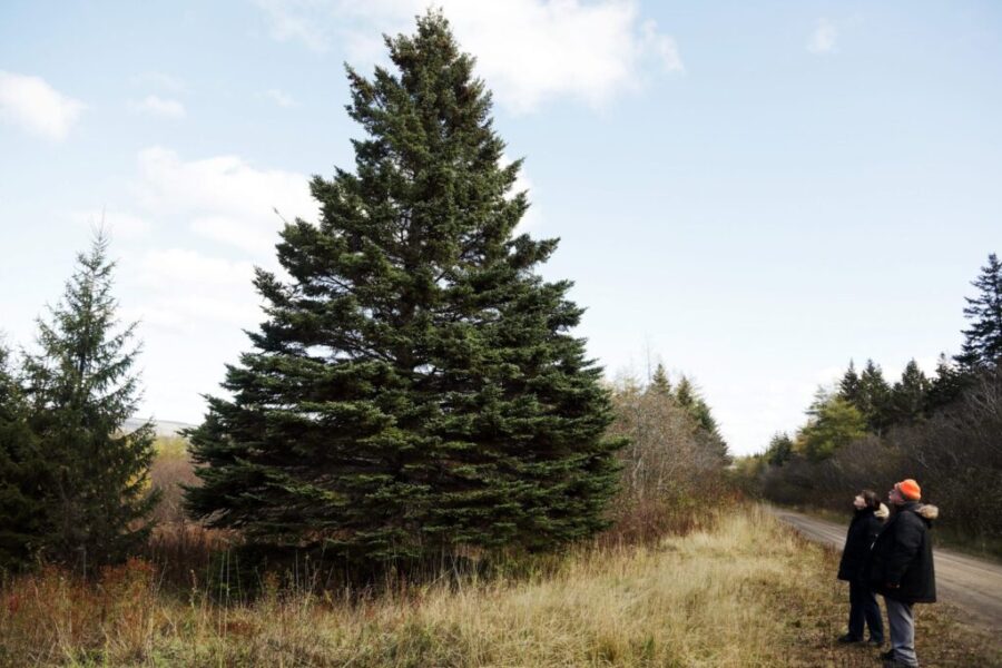 Tree for Boston coming from Richmond Co.