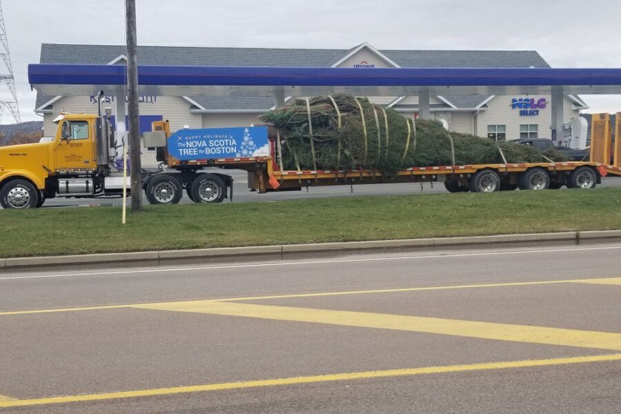 Tree for Boston to be lit up Thursday