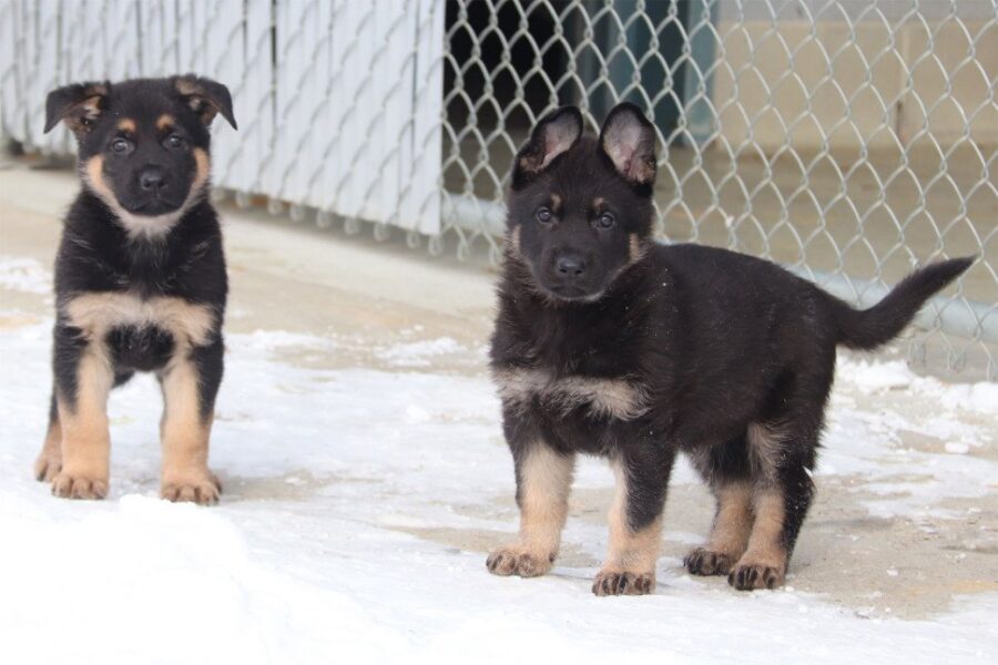 Puppies!