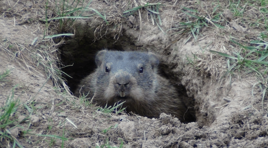 Famed groundhogs disagree on spring forecast