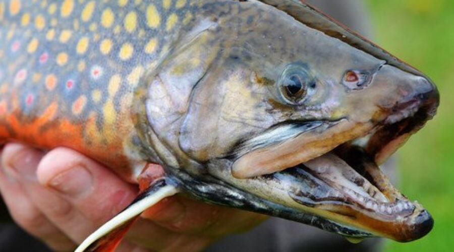 Anglers gear up for fishing following record year