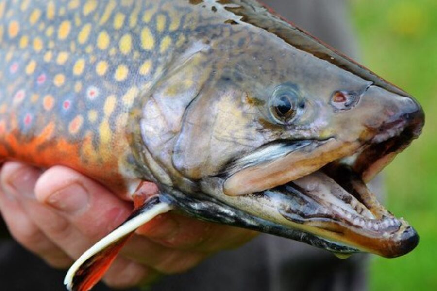 Anglers gear up for fishing following record year
