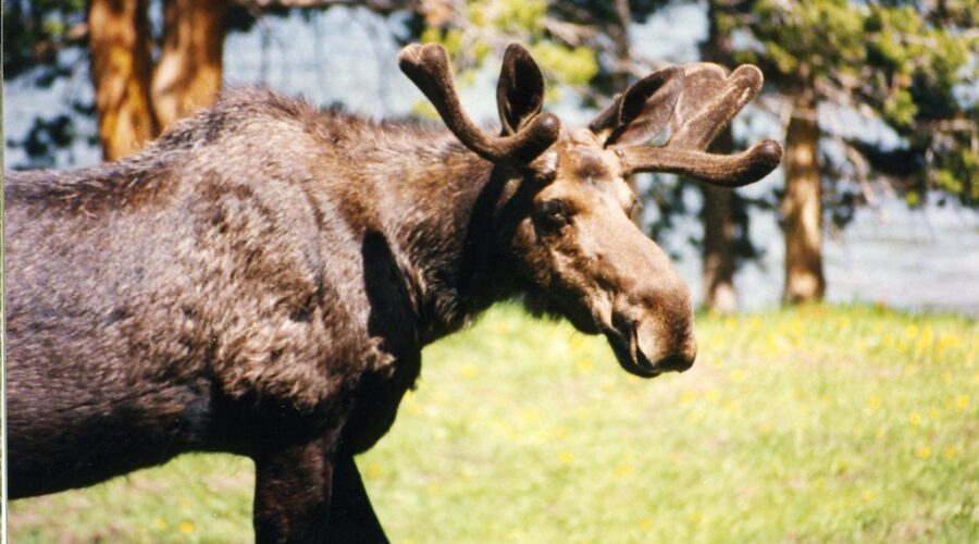 Annual moose hunt lottery set to open
