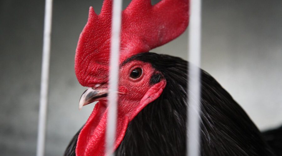 Mulgrave officials to hold plebiscite on banning farm animals