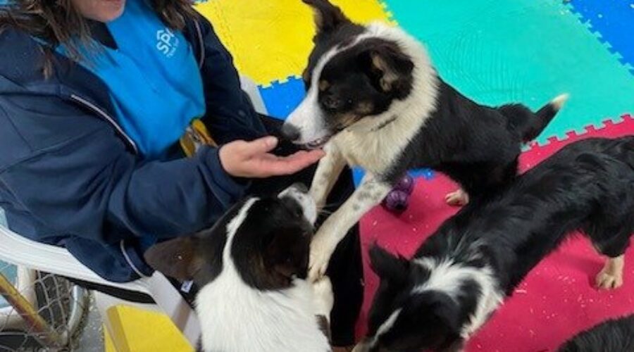 SPCA renews call for donations after 77 dogs surrendered