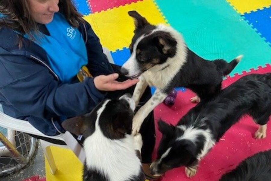 SPCA renews call for donations after 77 dogs surrendered