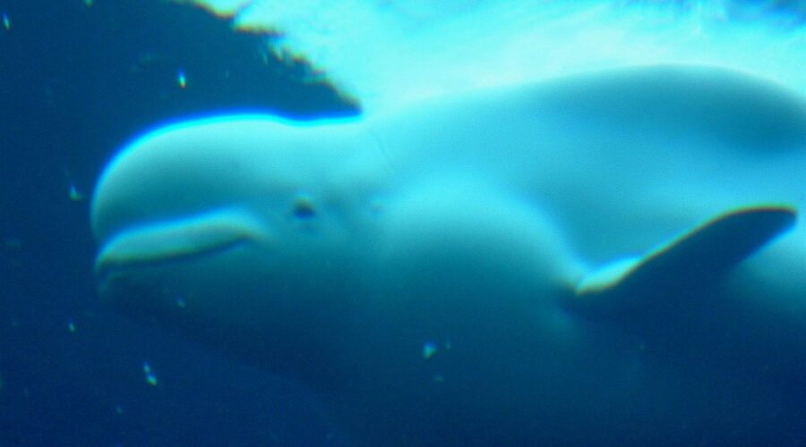 DFO warns boaters to avoid whales off Inverness Co.