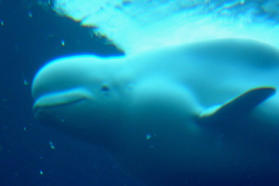 DFO warns boaters to avoid whales off Inverness Co.