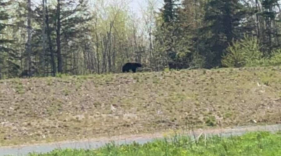 Bear sightings increase in Quad Counties
