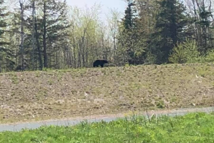 Bear sightings increase in Quad Counties