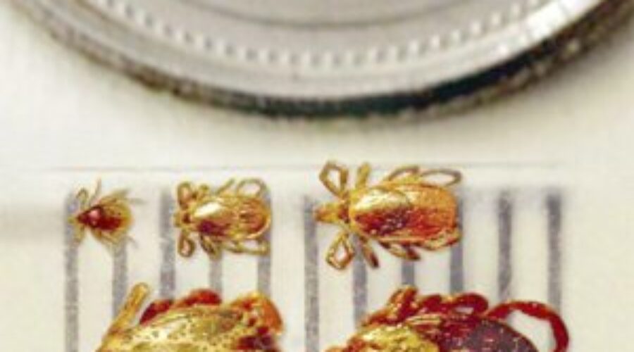 Lyme disease awareness month: how to prevent it